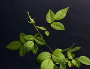 Close-up of leaves on plant against black background