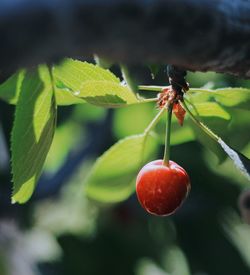 Close-up of red berries growing on tree