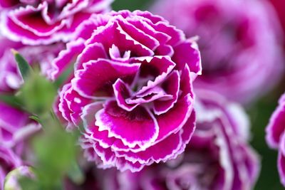 Close-up of pink flowers