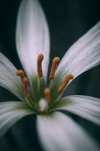 Close-up of purple flowering plant