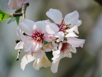 Close-up of white cherry blossoms