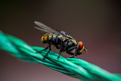 Close-up of fly