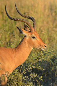 Close-up of a deer