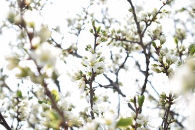 Low angle view of cherry blossoms in spring