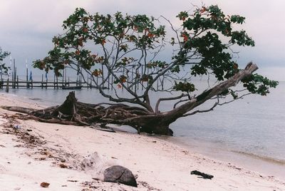 tree