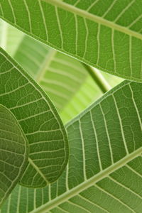 Full frame shot of green leaves