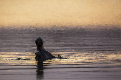 View of a duck swimming in lake