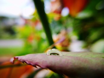 Close-up of raindrops on red flower