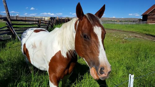 Horse in ranch