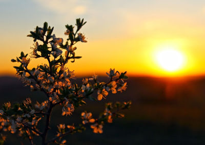 Close-up of flowering plant against sunset sky