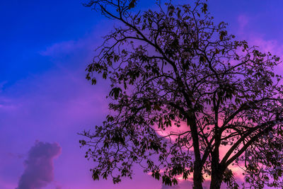 Low angle view of tree against blue sky