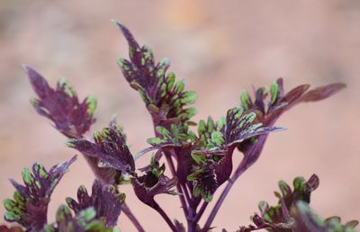 Close-up of plant