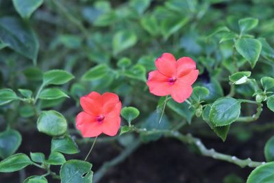 Close-up of pink flowering plant