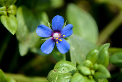 Close-up of purple flowering plant