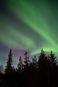 Low angle view of trees against sky at night