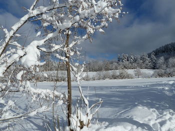 Close-up of frozen tree against sky