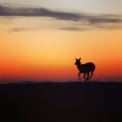 Silhouette horse standing on landscape against orange sky