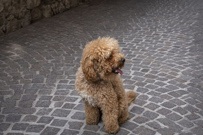 Dog standing on footpath