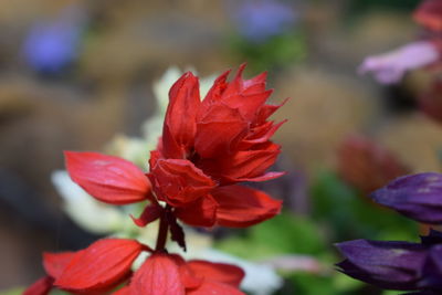 Close-up of red flowers blooming outdoors