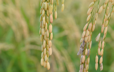 Close-up of wheat growing on field