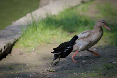 Side view of a bird