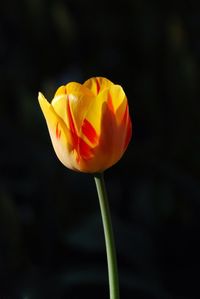Close-up of yellow tulip blooming outdoors