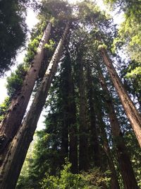 Low angle view of trees in forest