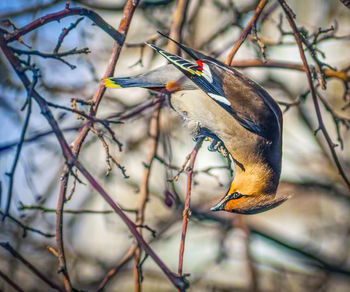 Close-up of bird perching on branch