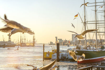 Seagulls flying over river in city against sky