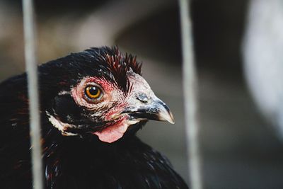 Close-up of rooster