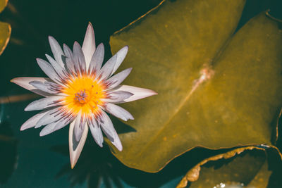 Close-up of lotus water lily in pond