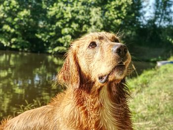 Close-up of a dog looking away