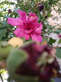 Close-up of flower blooming outdoors