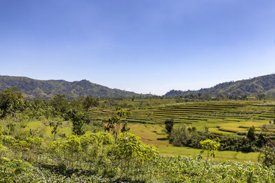 Scenic view of agricultural field against clear sky