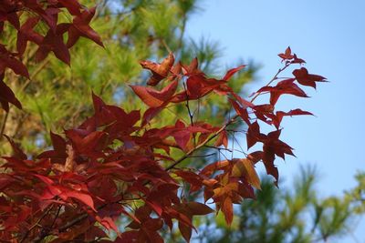 Low angle view of maple leaves on tree against sky