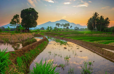 Reflection of the morning scenery in the blue rice fields and mountains in indonesia, asia