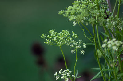 Close-up of wildflowers blooming outdoors