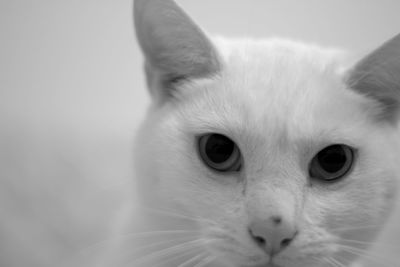 Close-up portrait of cat