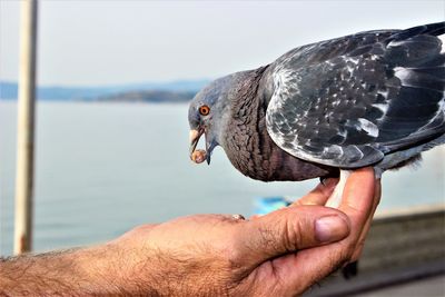 Close-up of a hand holding bird