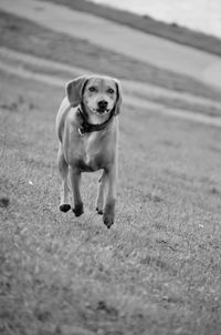 Portrait of dog