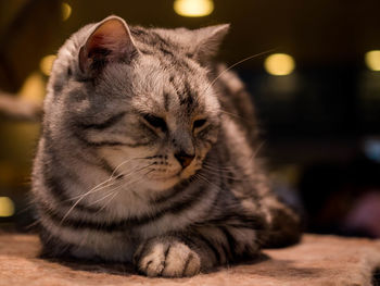 Close-up of a cat looking away