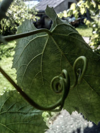 Close-up of fresh green leaf