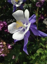 Close-up of purple flowers blooming outdoors