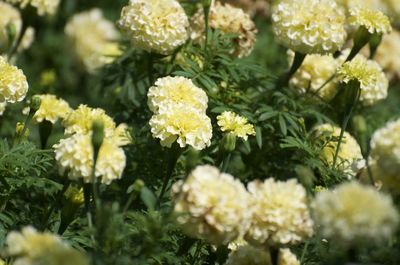 Close-up of yellow flowering plants