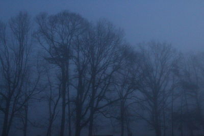 Bare trees in winter