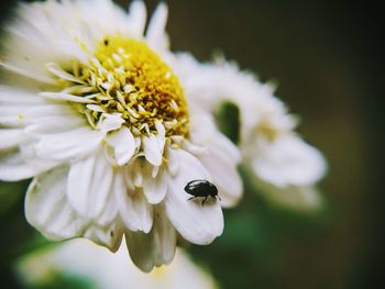 Close-up of bee on white flower