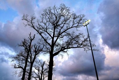 Low angle view of tree against sky