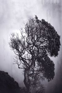 Low angle view of silhouette tree against sky