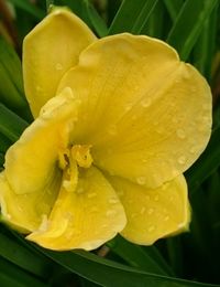 Close-up of water drops on yellow flower