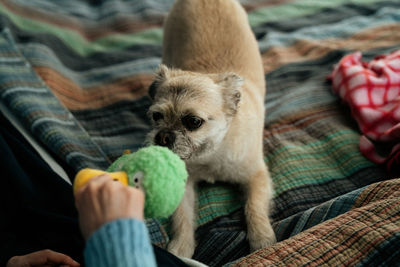 Dog playing tug of war